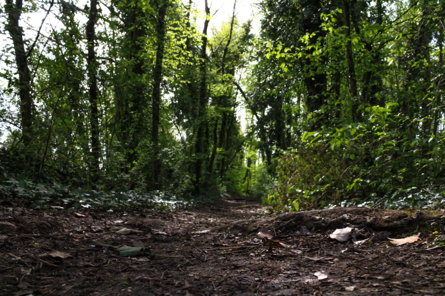 wald von Kindertagespflege von Lisa Beck