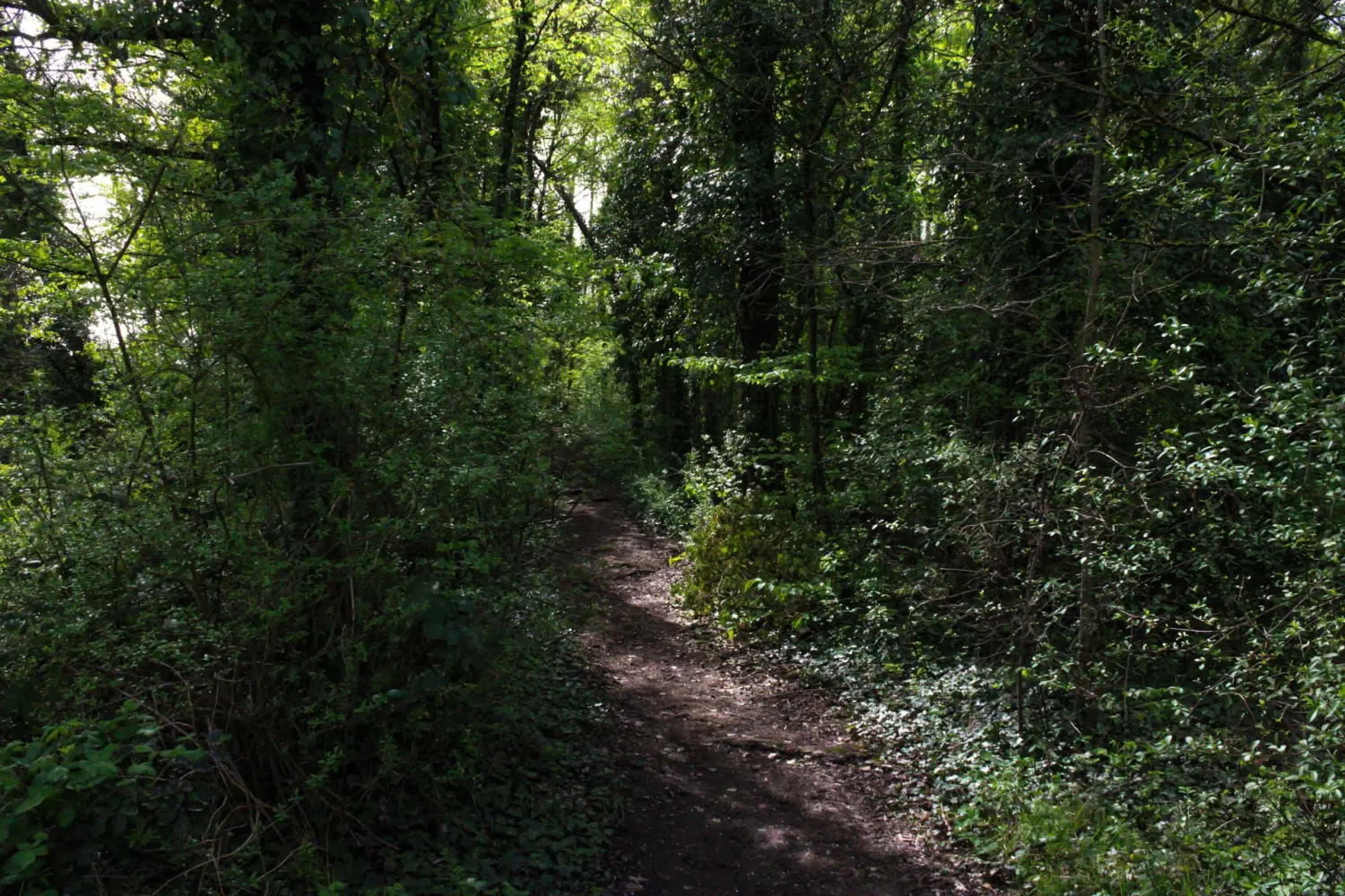 wald von Kindertagespflege von Lisa Beck
