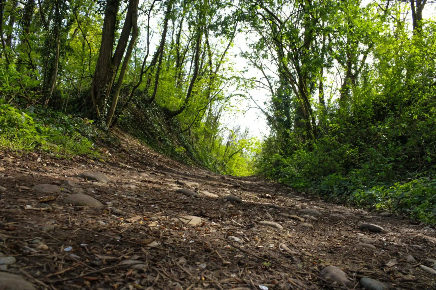 wald von Kindertagespflege von Lisa Beck