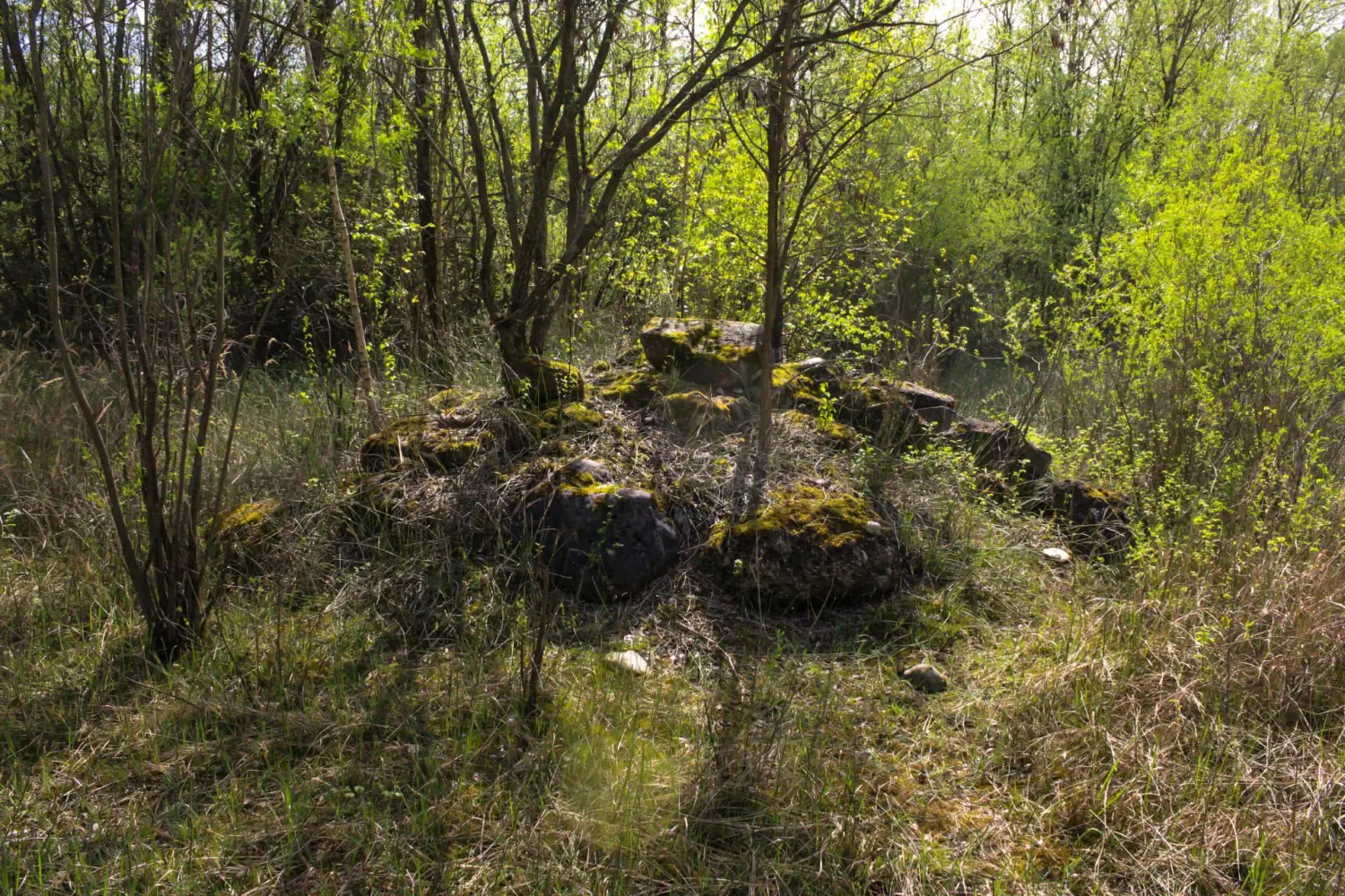 wald von Kindertagespflege von Lisa Beck
