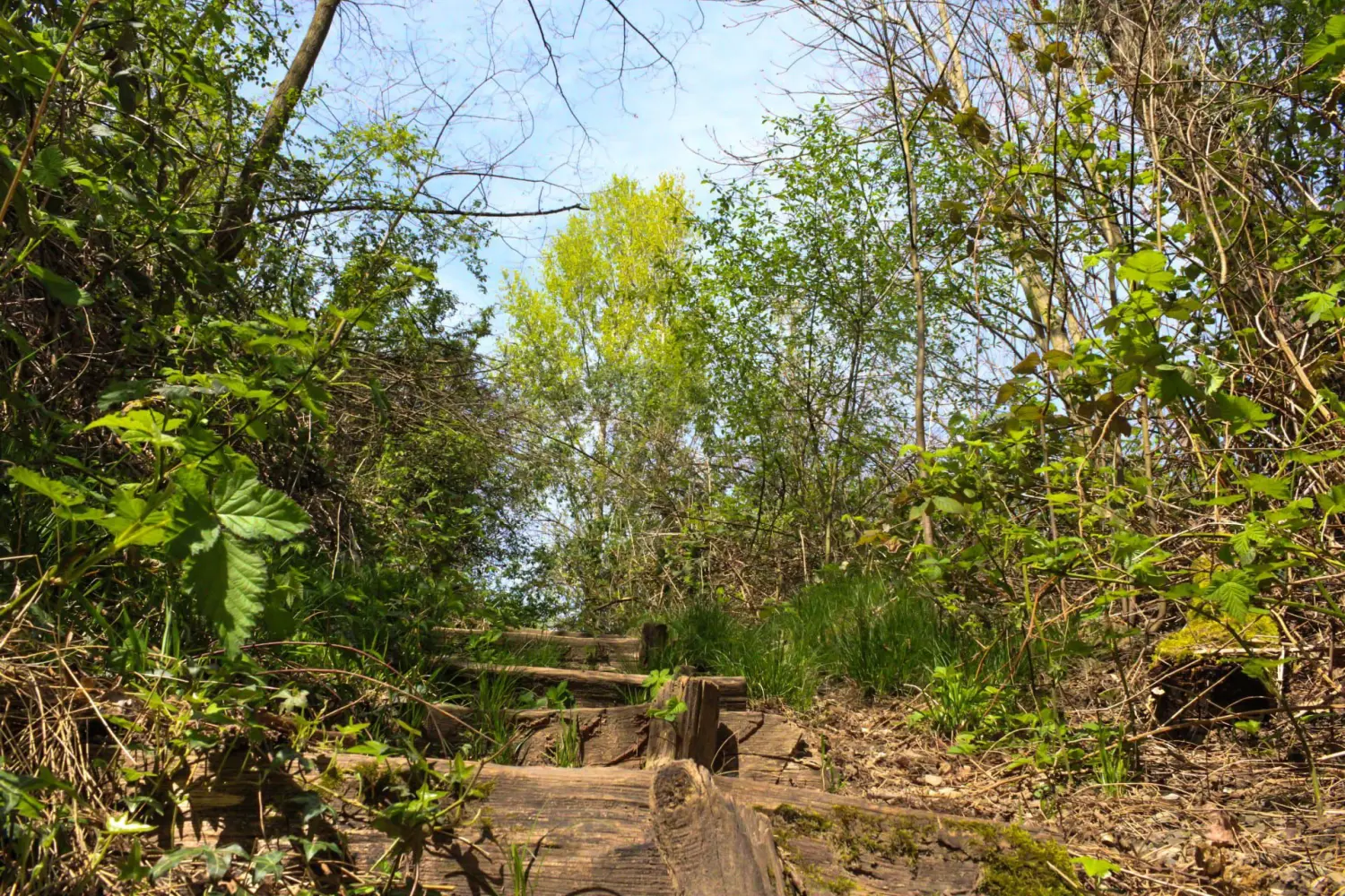 wald von Kindertagespflege von Lisa Beck