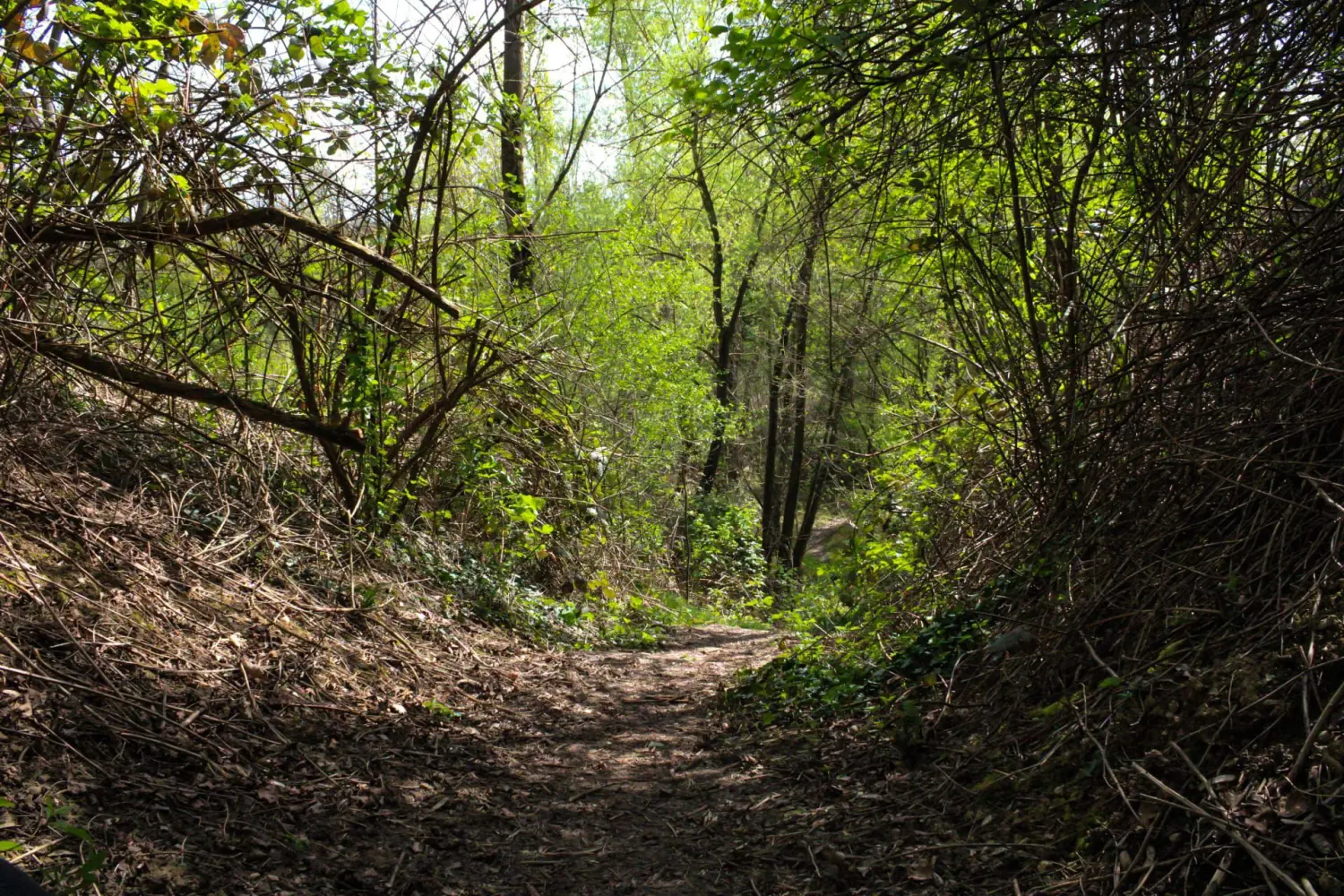 Wald von Kindertagesbetreuung von Lisa Beck