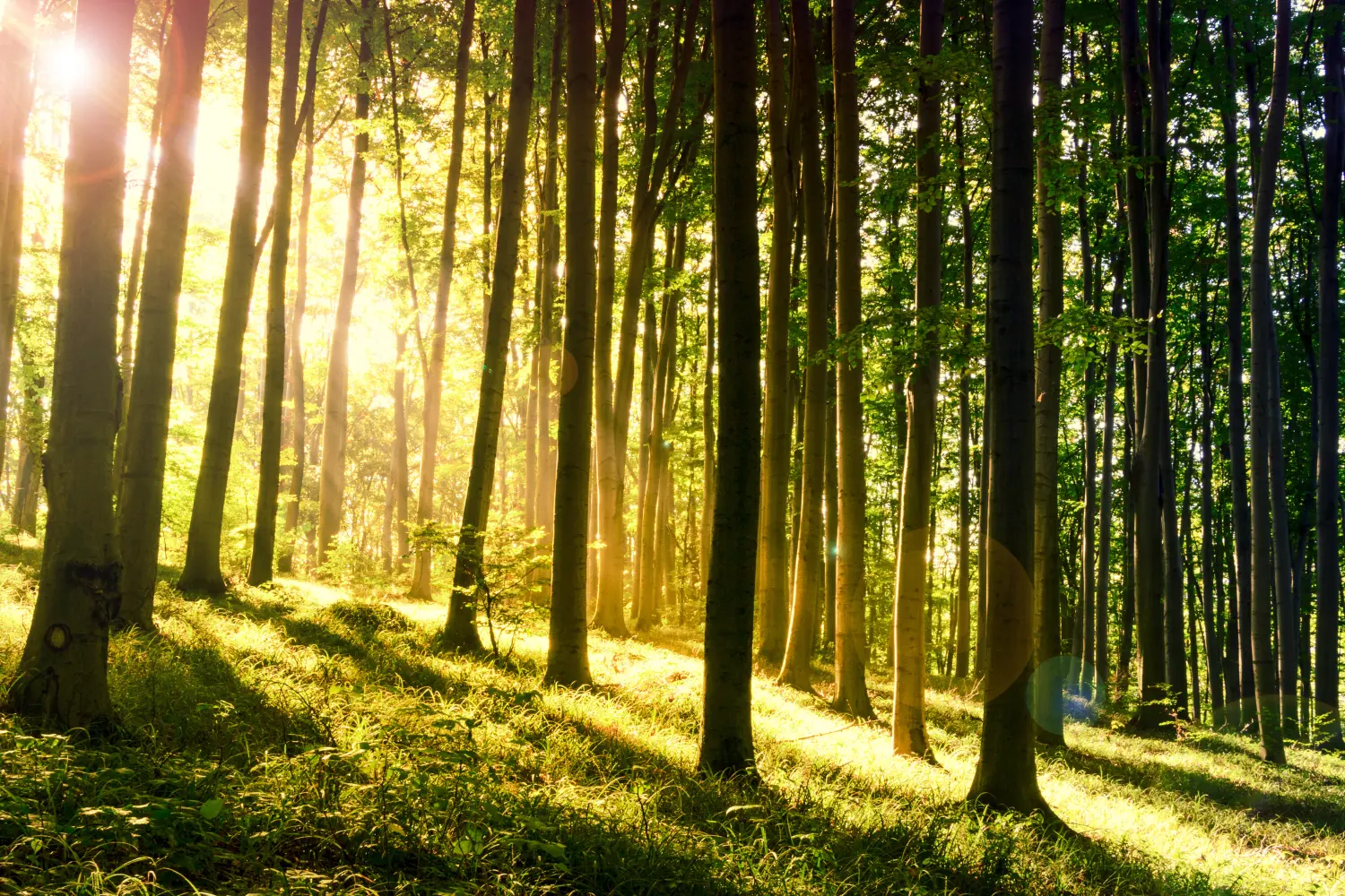 wald von Kindertagespflege von Lisa Beck