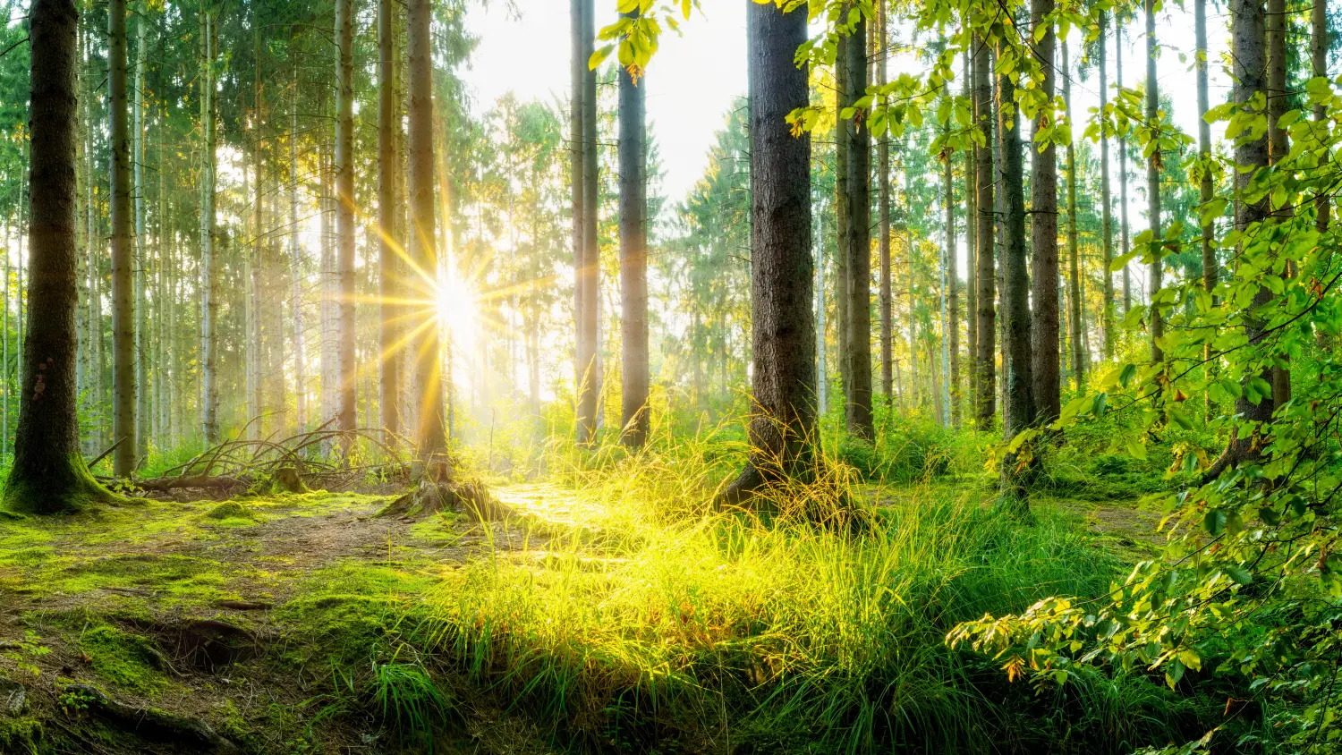 wald von Kindertagespflege von Lisa Beck