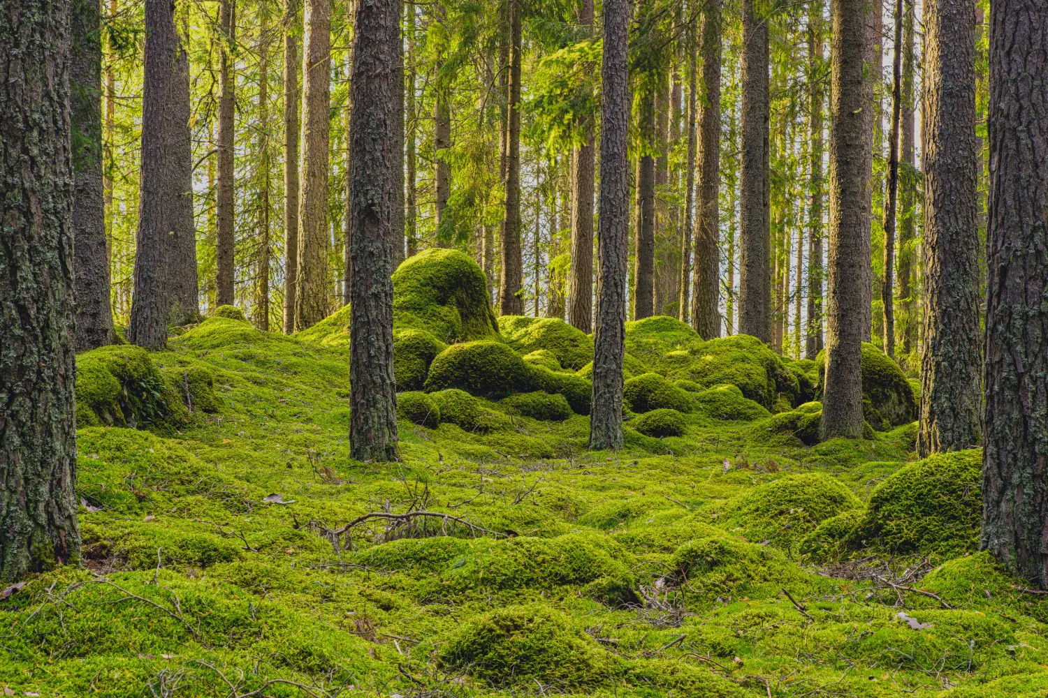 wald von Kindertagespflege von Lisa Beck